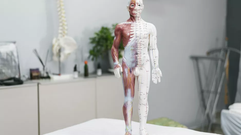 Bloudivý nerv: Tajemný vypínač stresu a zánětu. Jak ho okamžitě aktivovat?