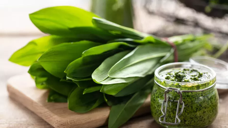 Zelené zlato jara a jeho účinky: Zjistěte, proč je tato bylinka tak oblíbená a co s ní