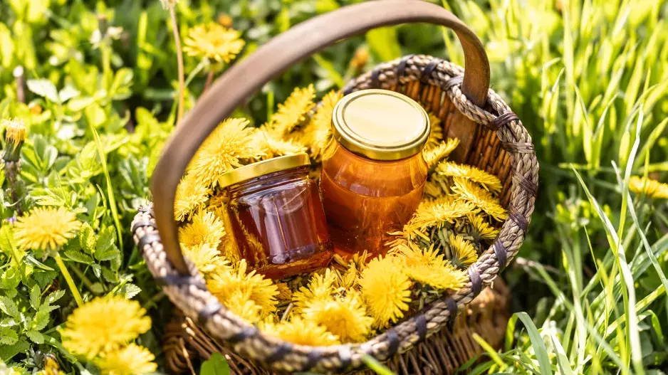 Přírodní lék na dlouhověkost: Proč jíst pampelišky a jak vyrobit ten nejlepší pampeliškový med