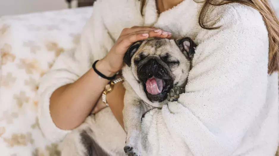 Kvíz pro pejskaře: Poznáte rasu podle fotky? Nebudou to jen všeobecně známá plemena