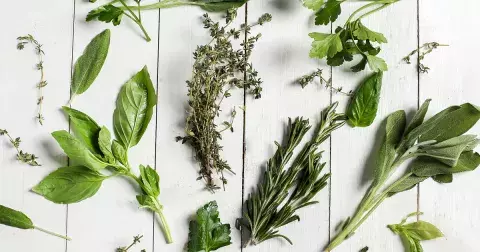 Sezóna léčivých rostlin začíná: Tipy, jak bylinky natrhat ve volné přírodě aby skutečně pomáhaly