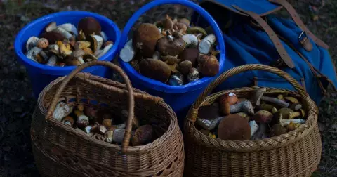 Jak úspěšně houbařit: Tipy, které vám pomohou naplnit košík k prasknutí, že nebudete vědět, co s nimi!
