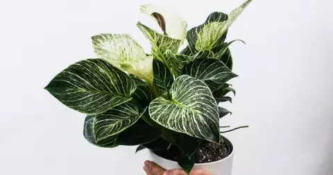 Známe nejoblíbenější a nejvíc trendy rostlinu pro rok 2021!