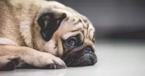 Jak rozpoznat stres u vašeho pejska, a co ho stresuje nejvíc? Veterináři radí vyvarovat se těmto věcem