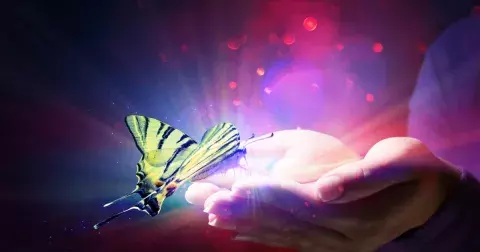 Zábavný test: Vyberte si jednoho z šesti motýlků a zjistěte, zda jste citlivý, dravý nebo moudrý člověk