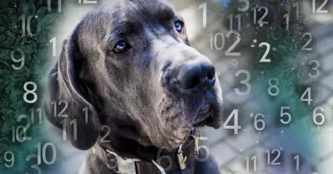 Numerologie psů a koček: Jak ovlivňuje osudové číslo život vašeho zvířecího miláčka? Ukáže i jakou roli máte v jeho životě hrát