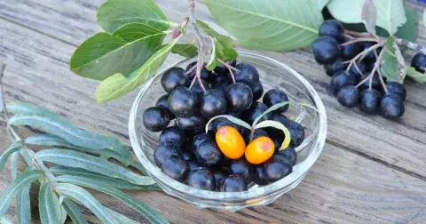 Malé zázračné bobulky s léčivými účinky: fungují také jako prevence rakoviny