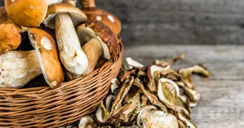 Houbařská sezóna je tu! Pokud chcete úspěšně a bezpečně houbařit, držte se těchto rad!