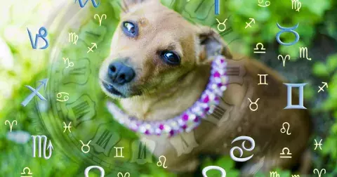 Jezevčík, nebo kokršpaněl? Zjistěte, jaké plemeno pejska vám je souzeno hvězdným horoskopem