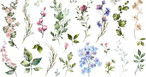 Bylinkový horoskop: Co vás čeká v nejbližší budoucnosti a co o vás vaše bylinka prozradí?