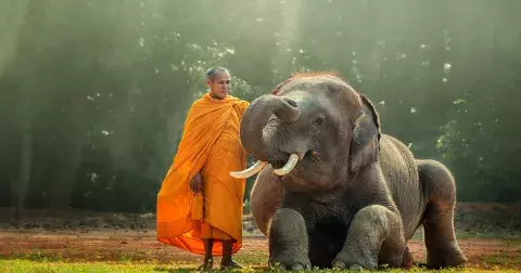 Tibetský horoskop: Číslo Meva je dané rokem narození a určuje váš osud i vitalitu. Zjistěte dle tabulky, zda vám náleží Meva 1, 2, 3 nebo jiná