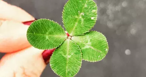 Nejšťastnější den v roce 2022 dle znamení zvěrokruhu: Pro Berany nastane v květnu, Raci si počkají do listopadu