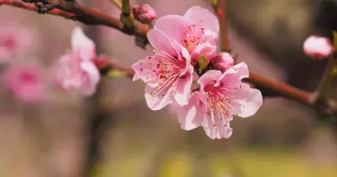 Prvomájový horoskop: Dostanete polibek, nebo uschnete? Vášeň potká ryby a berany