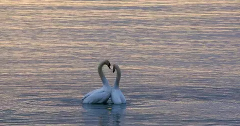 Horoskop: Býky čeká v posledním dubnovém týdnu příval všeho, na co si jen vzpomenou