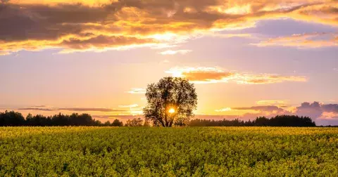 Zítra nás čeká Letní slunovrat: Čtyři znamení zvěrokruhu čeká životní změna
