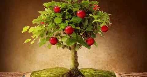 Kvíz: Pečlivě si vyberte jedno jablko. Volba určí, zda se vám splní vaše přání!