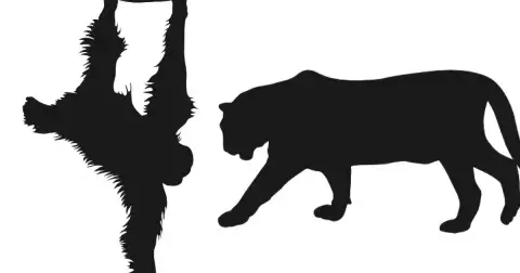 Vidíte tygra, nebo opici? Optická iluze prozradí, zda jste realista nebo snílek a pomůže vám určit váš způsob myšlení