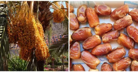 Zázračné účinky datlí: Zjistěte všechny jejich benefity