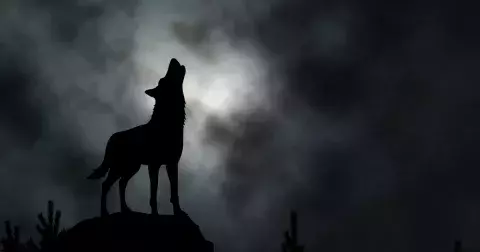 Vlčí měsíc 2023: Lednový úplněk zasáhne tři znamení zvěrokuhu. Býky čekají emocionální chvíle