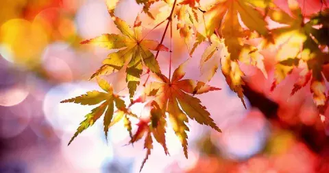 Kvíz z přírodopisu: Vyzkoušejte si poznávačku stromů dle květů a listů