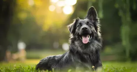 Žebříček nejoblíbenějších psů za rok 2022: Labradorský retrívr nebyl poprvé po 31 letech na prvním místě