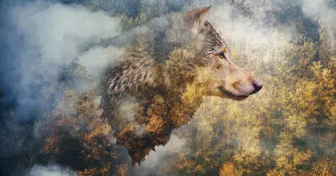 Keltský horoskop: Zjistěte, zda máte přednosti nebojácného Vlka, mazané Lišky nebo jiného zvířete