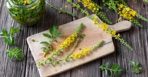 Skvělý přírodní lék na zažívání a proti zánětům v těle teď roste všude. Už jste si natrhali řepík lékařský?