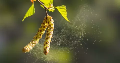 KVÍZ: Poznáte stromy jen podle květů a listů? Otestujte si své znalosti z přírodopisu