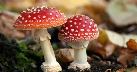 Velká galerie hub: Na některé houby byste si měli dávat pozor, jiné se dají snadno splést