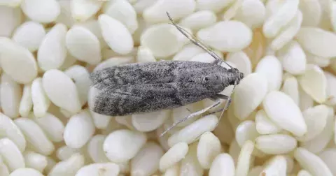 Máte problémy s moly? Vyrobte si doma svoji mololapku za pár korun. Je to geniální