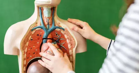 Kvíz: Jak dobře znáte lidské tělo? Otestujte své znalosti z biologie 8. třídy základní školy