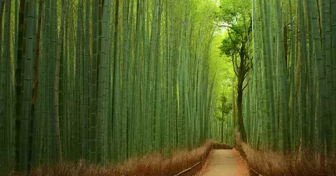 Co o vás prozradí starověký japonský horoskop? Zjistěte, jaké je vaše znamení zenových mistrů