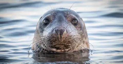 Kvíz: Poznáte zvířata z českých ZOO? Plný počet bodů by měl získat každý žák základní školy