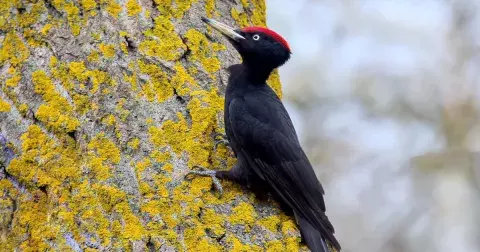 KVÍZ: Zvládli byste učivo základní školy? Osvěžte si znalosti z přírodopisu a poznejte české ptáky