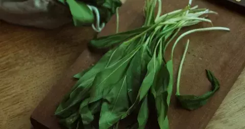 Poznejte medvědí česnek: V čem je tak vyjímečný? Tipy, které jste možná nevěděli