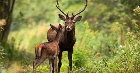 Kvíz: Jak dobře znáte zvířata českých lesů? Testem by měli projít žáci základních a středních škol