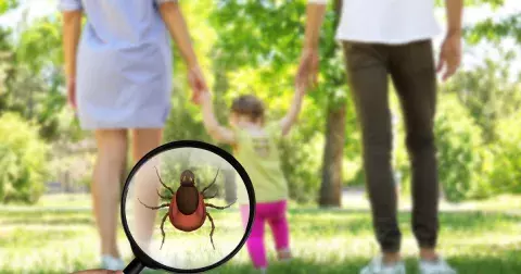 Klíšťata útočí: Jak se před nimi chránit a jak poznat, že jste se nakazili