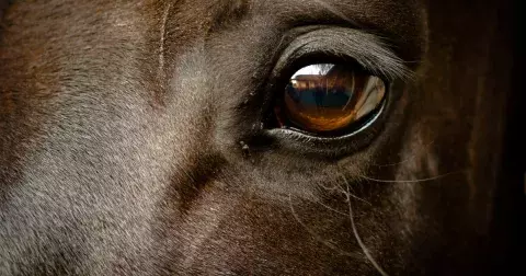 Kvíz pro milovníky zvířat: Zvládnete rozpoznat zvíře pouze podle jedné specifické části jeho těla?