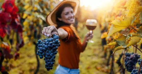 Kvíz: My máme rádi víno. Jste-li vinař tělem i duší, otestujte své vinné znalosti!
