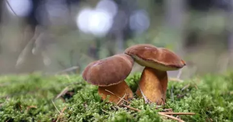 Kvíz: Vyznáte se v houbách? Právě teď rostou, je však třeba vědět, které sbírat