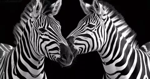 Kvíz: Zkuste poznat zvířata v českých ZOO jen z malého detailu. 10 otázek vás prověří