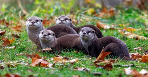 Kvíz: Jak dobře znáte zvířata našich lesů? Vyzkoušejte, jestli poznáte všech 15 zvířat na fotkách