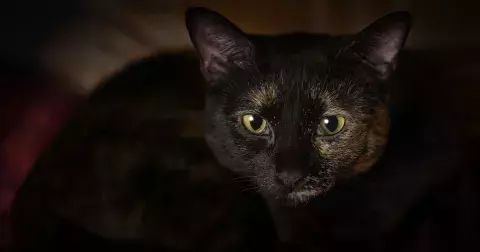 Děsí je pátek třináctého, černá kočka přes cestu i rozbité zrcadlo. Tato znamení zvěrokruhu zcela podléhají své pověrčivosti