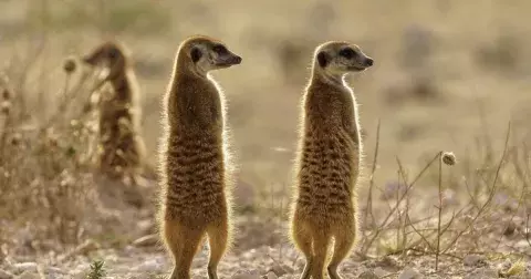 Kvíz: Co všechno víte o zvířatech? Vyzkoušejte si, jak obstojíte v 17 otázkách v tipovacím kvízu z říše zvířat