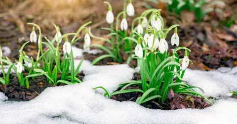 Kvíz: Poznáte jarní květy našich luk a zahrad jenom podle obrázků? Třeba ke sněžence se váže krásná legenda