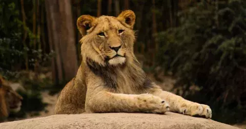 Kvíz: Poznáte exotická zvířata jen podle fotek? Neptáme se na lvy, zkuste poznat třeba geparda od jaguára. Máme pro vás 10 otázek