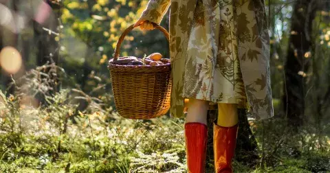 Kvíz: Houbařská sezona na obzoru. Poznáte spolehlivě nejoblíbenější houby české kuchyně?