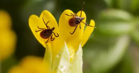 Pozor na klíšťata: Klíště nemažte ani nevytahujte násilím, lékárnice radí, jak předejít infekci