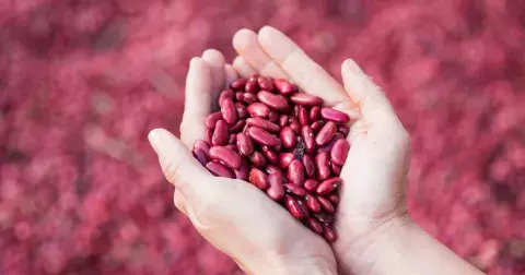 4 největší zdravotní benefity jedné superpotraviny, která je levná a roste u nás. Fazole chrání střeva, odkyselují organismus a pomáhají při hubnutí