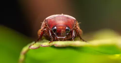 Kvíz: Jak dobře se vyznáte v hmyzím světě? Poznejte druh brouka podle obrázku